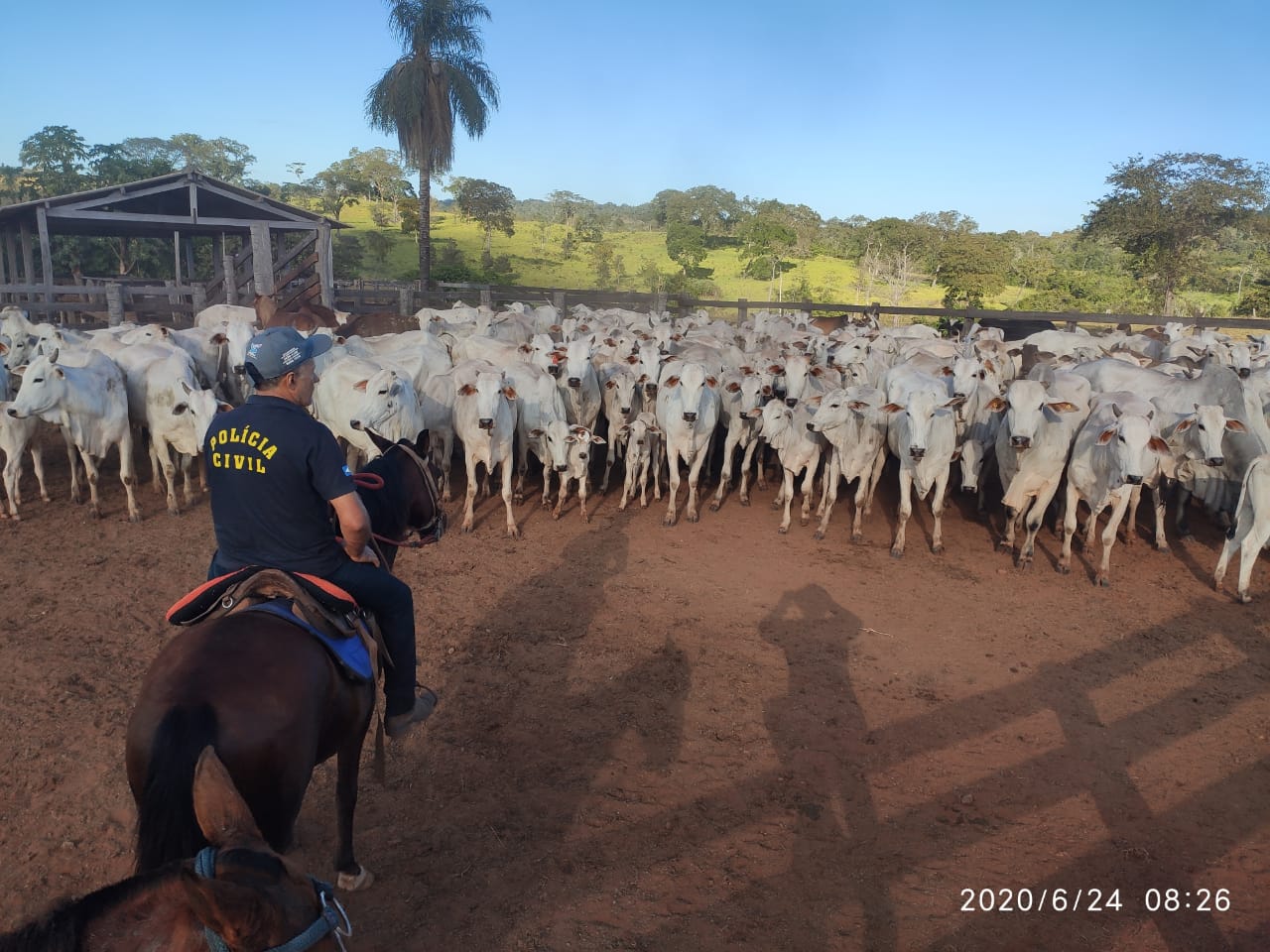 Somente nesta semana, cinco casos de furto de gado foram registrados no Araguaia e nove pessoas foram presas