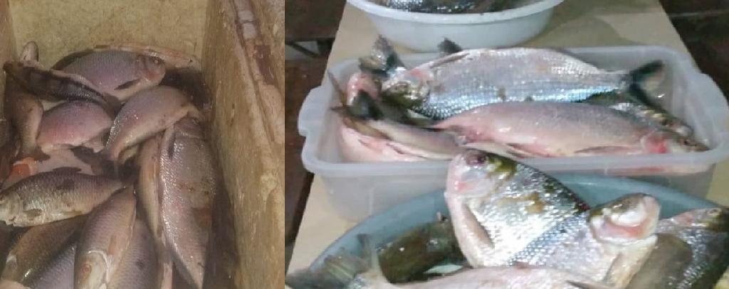 O pescado apreendido foi doado para a Apae de Nova Xavantina