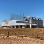 Juntas, as empresas que beneficiam gergelim geraram 214 empregos diretos em Canarana