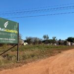 Juntas, as empresas que beneficiam gergelim geraram 214 empregos diretos em Canarana